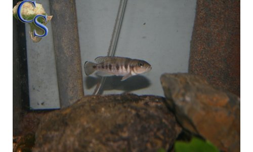 Neolamprologus hecqui